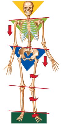 compound athletic exercises vs conventional bodybuilding isolation work